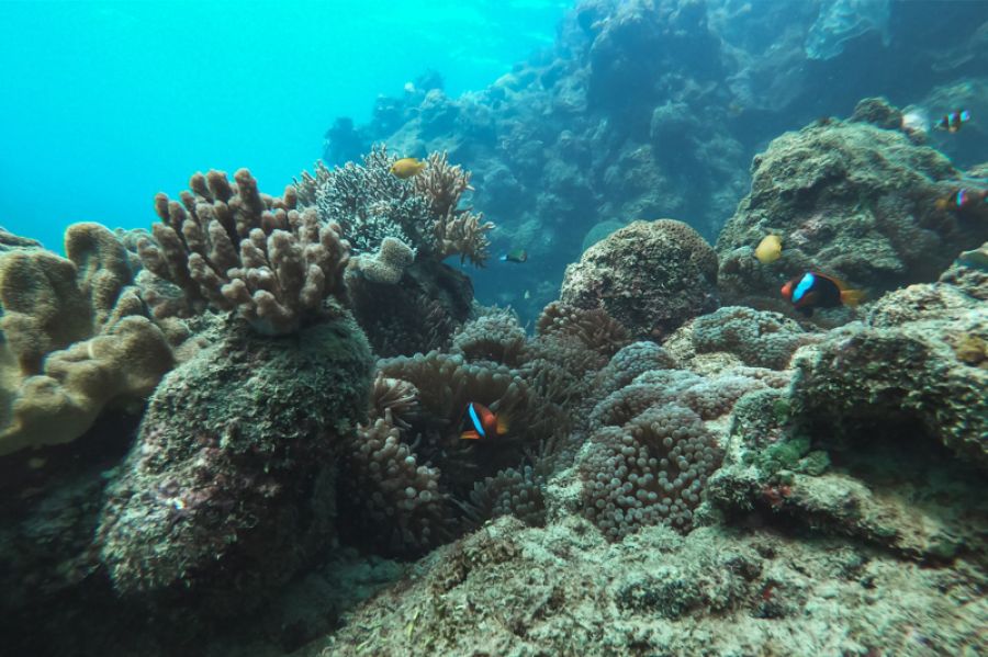 Fish swimming over coral