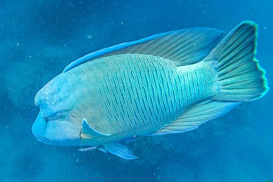 Maori wrasse