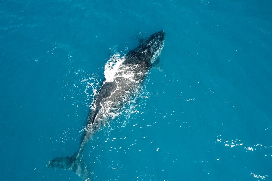 Dwarf minke whales from above