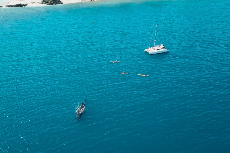 Whales tailing catamaran