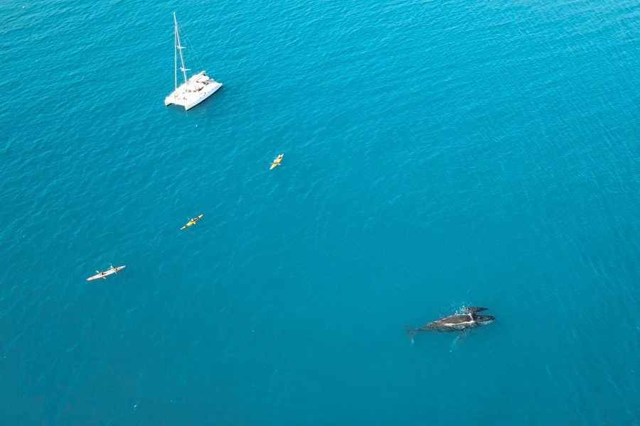 Cairns Tours Hero Image For How To See Whales In Cairns