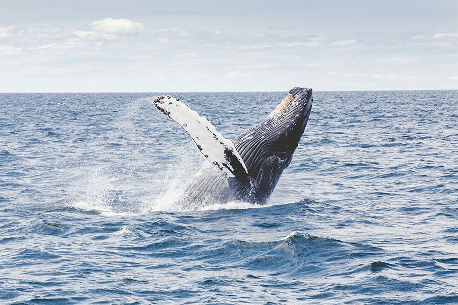 humpback whale breaching in the ocean waters