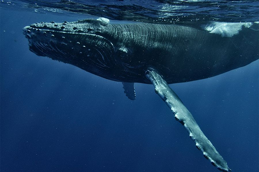 humpback whale swimming through the ocean