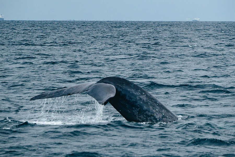 minke whale tail flipping out of the ocean