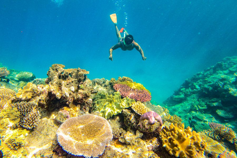 tropical coral reefs in the great barrier reef with snorkellers