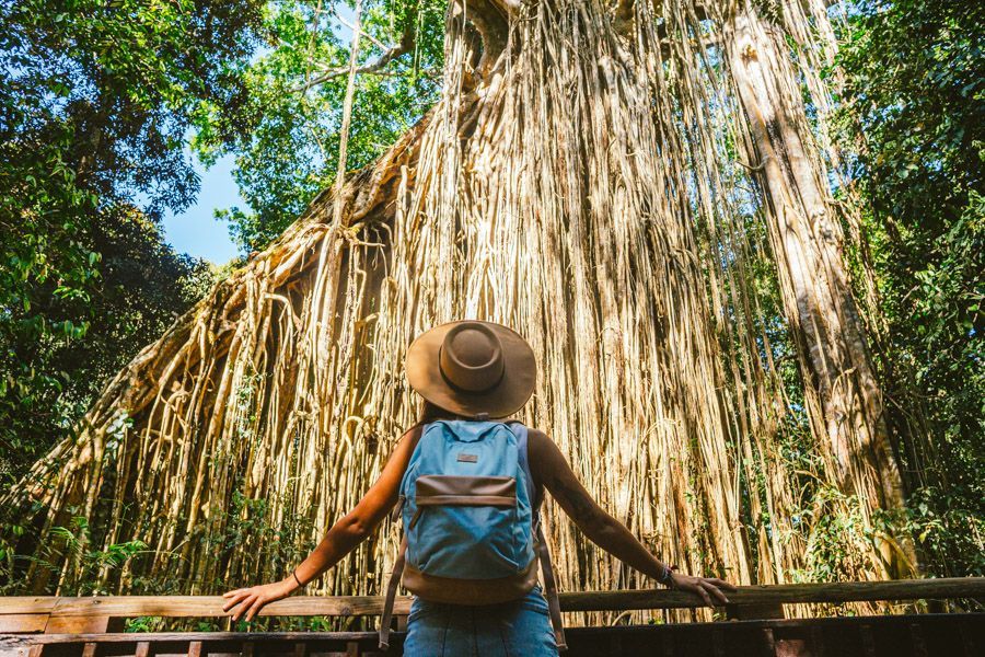 Curtain Fig Tree