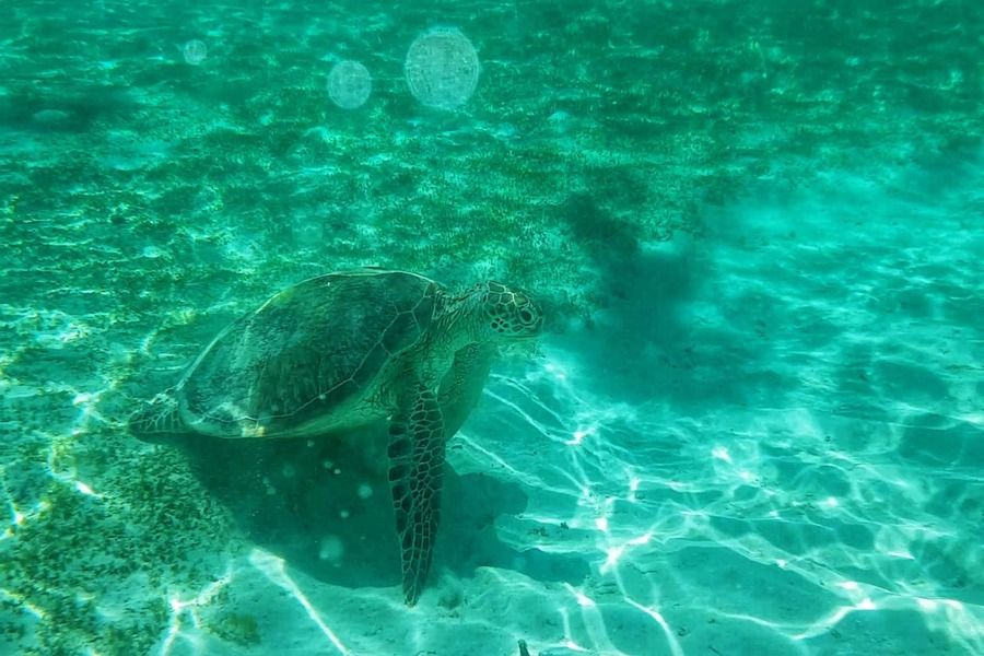 Michaelmas Cay Green Sea Turtle