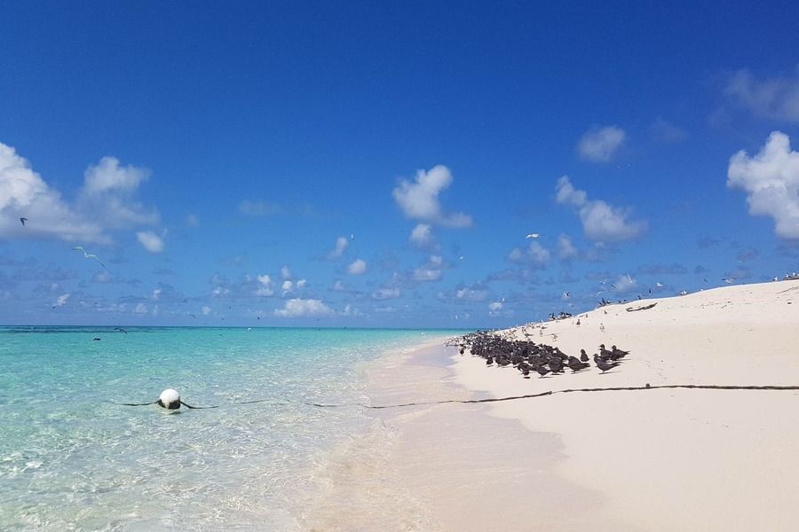 Michaelmas Cay Beach