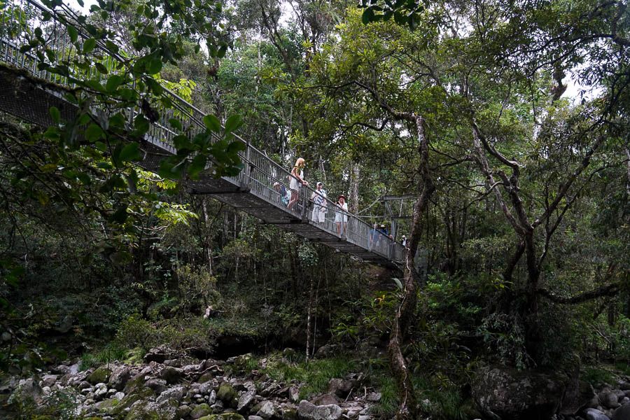 Rainforest Exploring