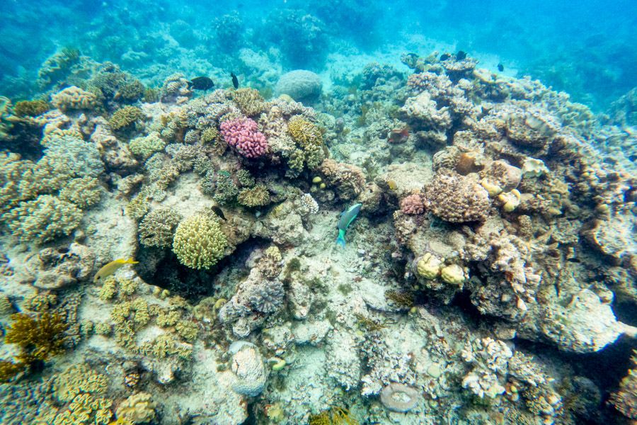 Parrotfish