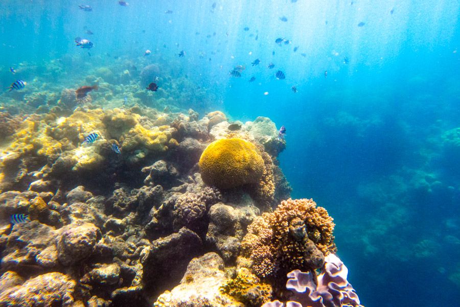 fish on coral reefs