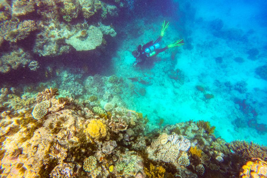 Scuba dive Cairns