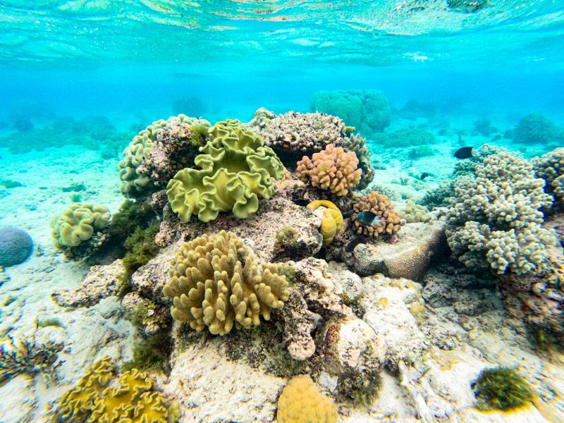 Great Barrier Reef