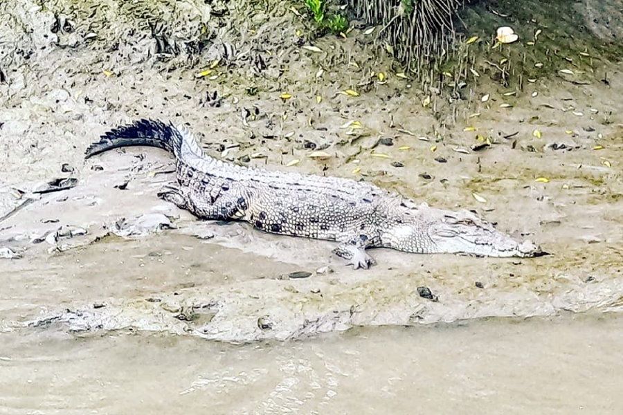 Saltwater Crocodile in the Whitsundays, Proserpine, river banks