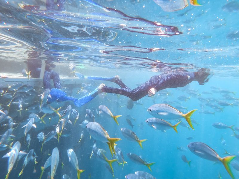 snorkeling with fish