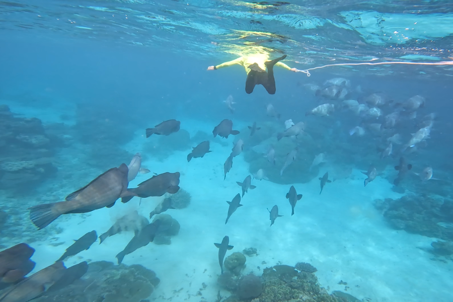 Guided Snorkel Tour