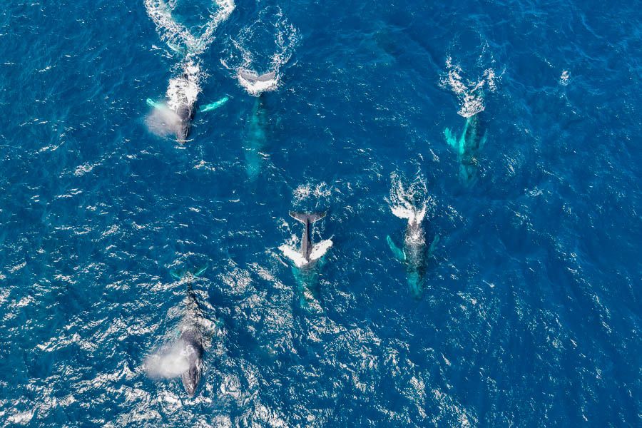 A pod of whales in the ocean taken from above