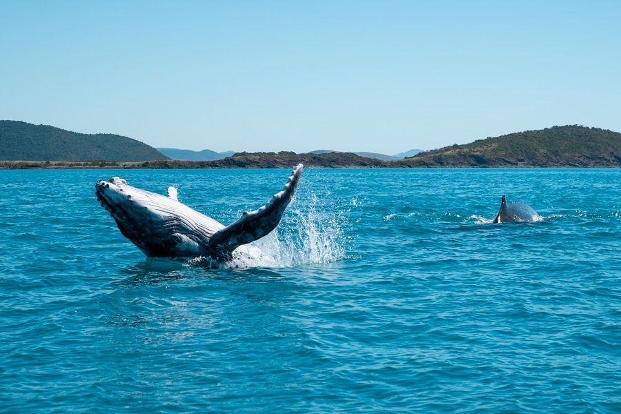 Whales Breaching Airlie Beach