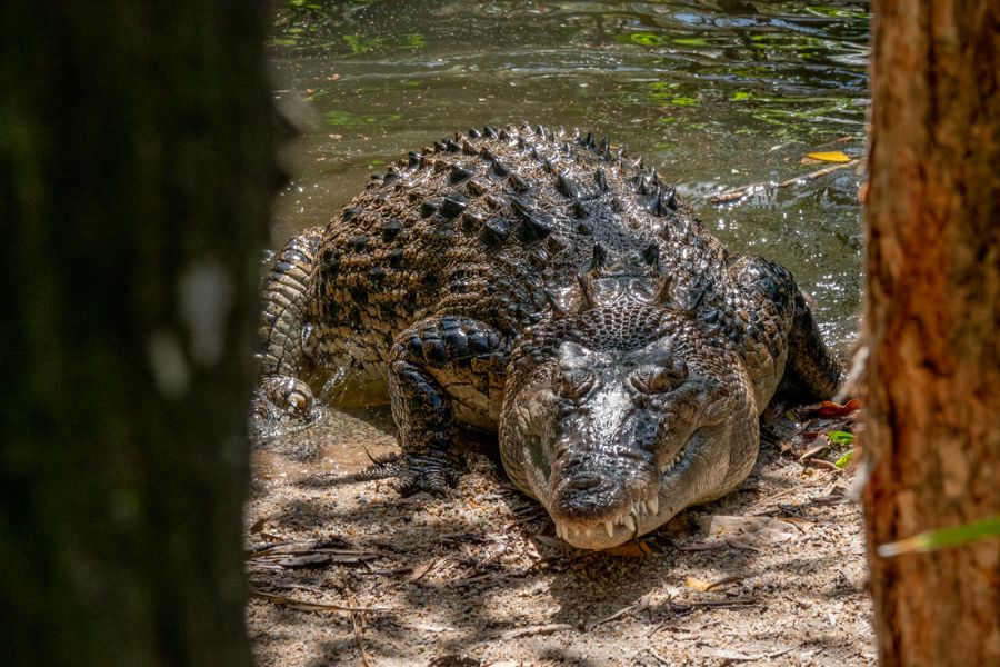 Saltwater crocodile