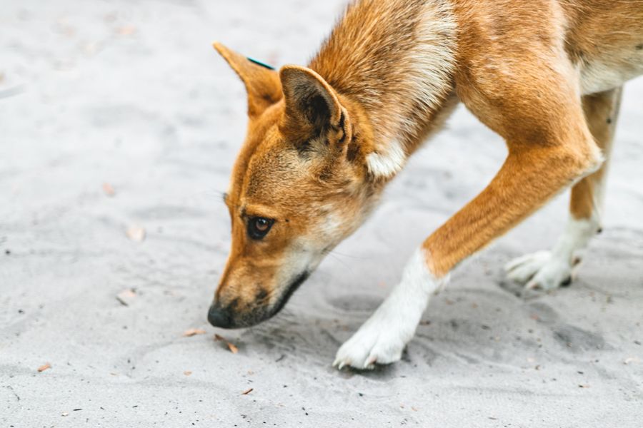 Close up shot of a wild dingo