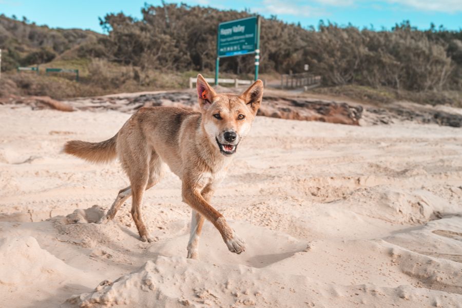 Wild dingo on K'gari