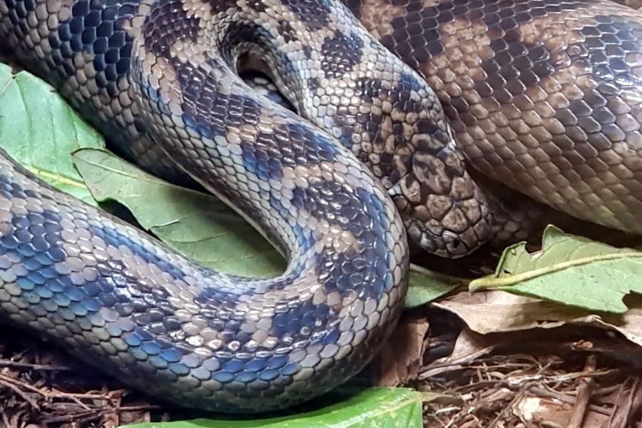 snakes of the Whitsundays