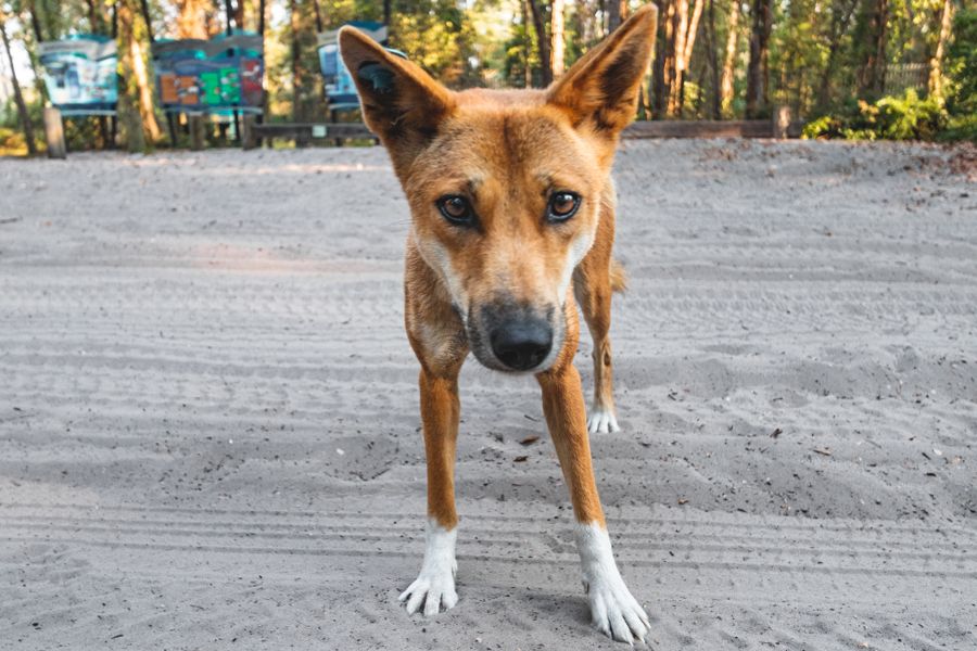 Dingo on Fraser Island