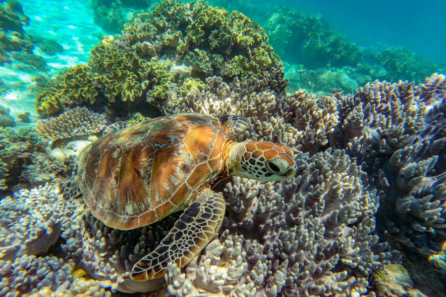 Sea turtle Cairns