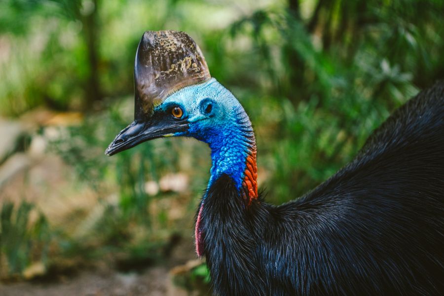 Cassowary Cairns