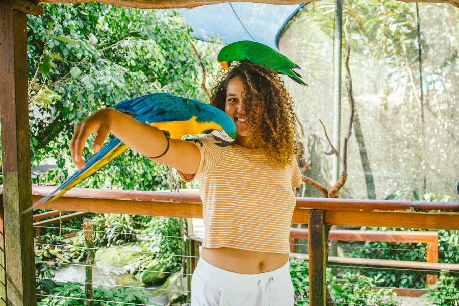 Rainforest birds Cairns