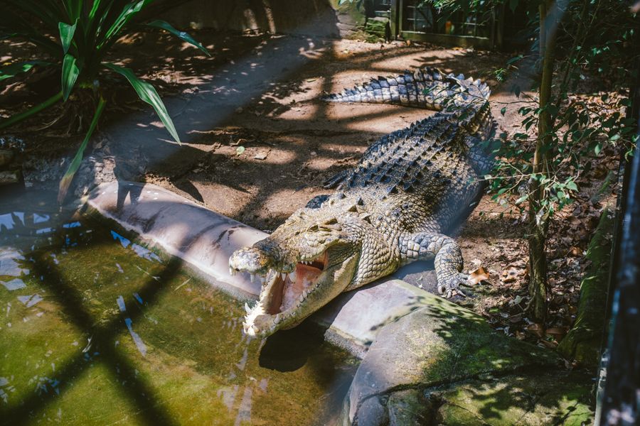 Saltwater crocodile