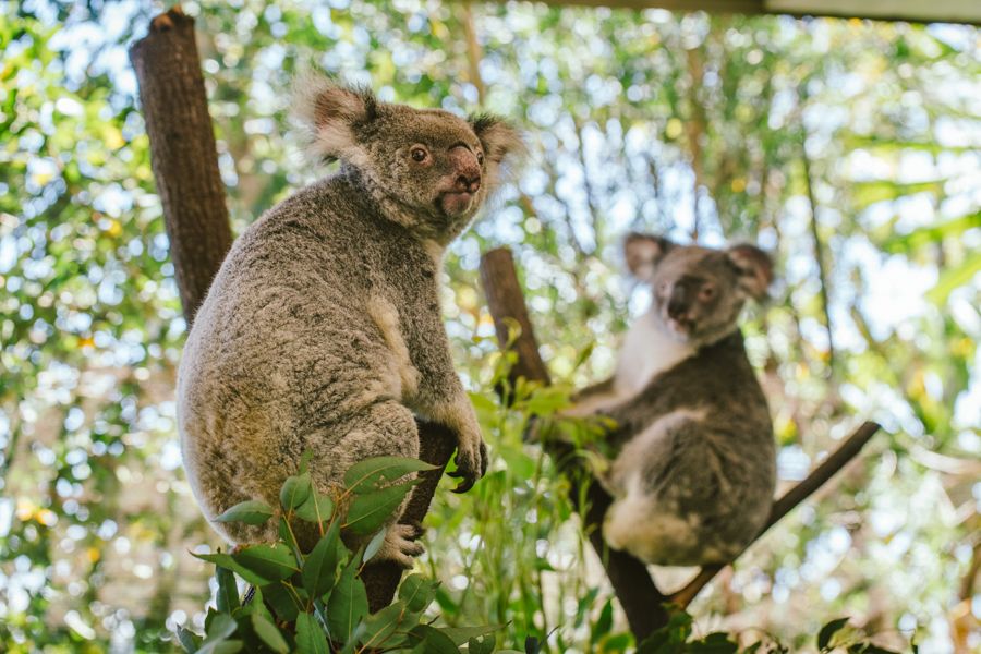 Koalas Cairns