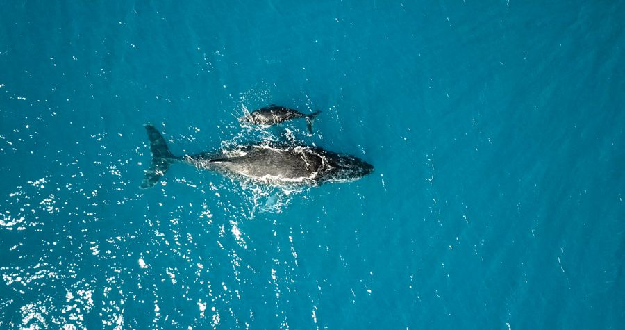 Aerial view of humpback whales swimming in queensland