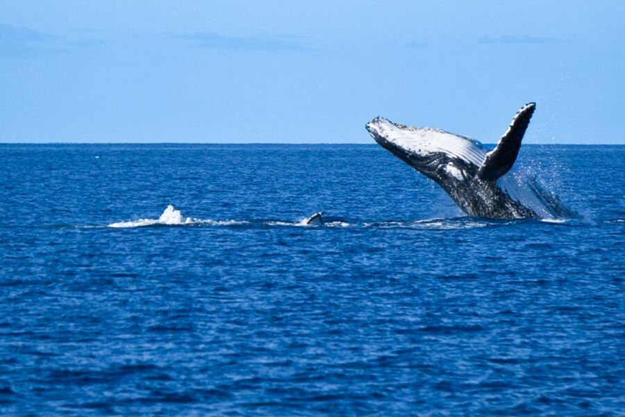 Whale breaching the surface of the water