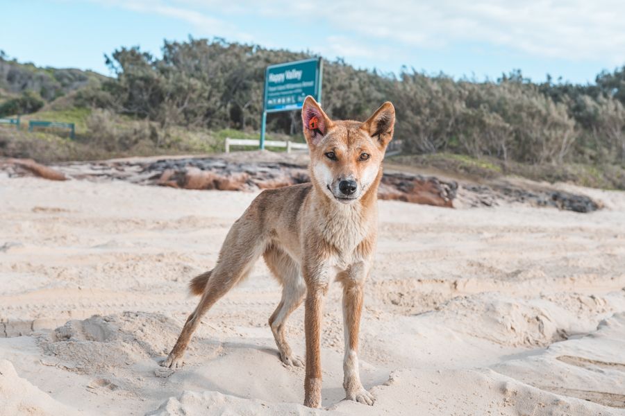 dingo on the beach on K'gari