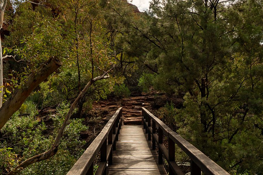 A bridge surrounded by greenery in Watarrka National Park