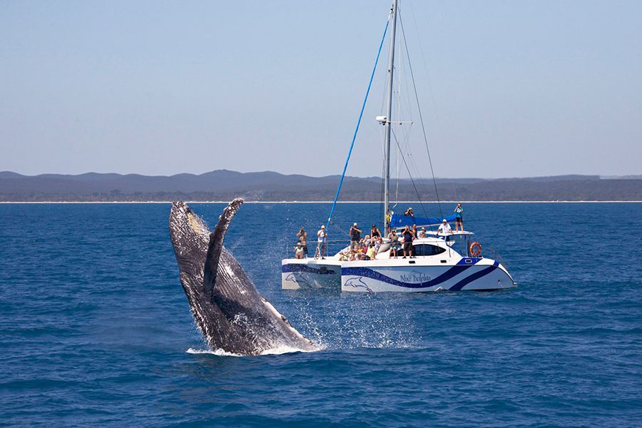 A large whale leaping out of the ocean with a boat in the background