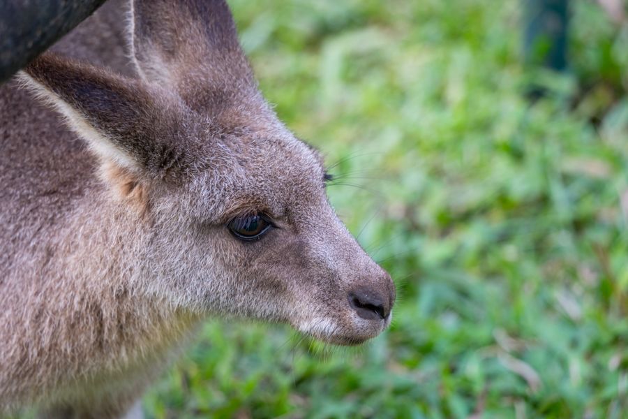 close up of a kangaroo at a wild life park australia