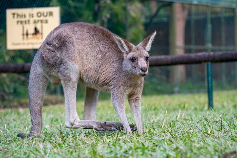 A kangaroo at a zoo