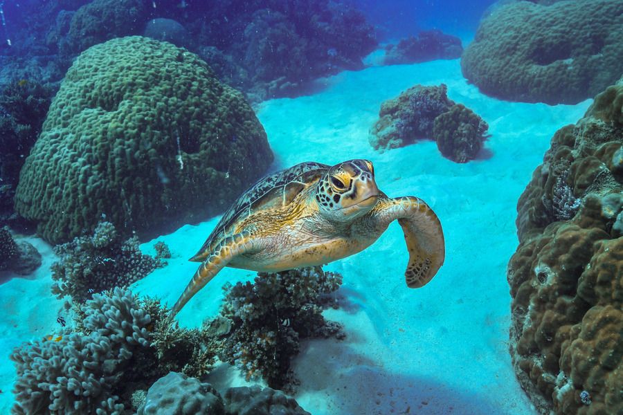 A green sea turtle swimming in the Great Barrier Reef