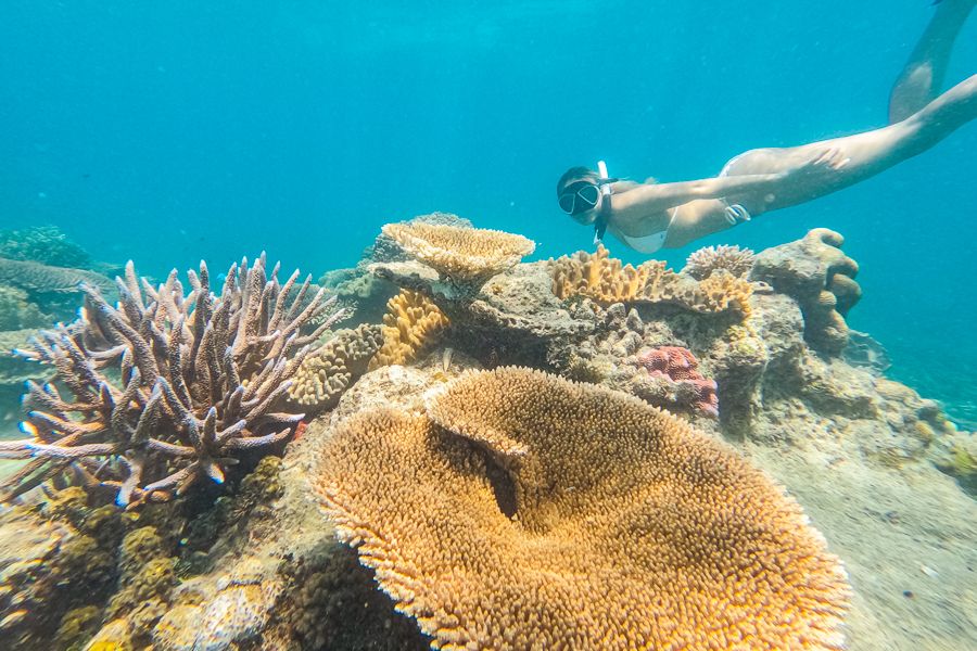 Coral gardens on the Great Barrier Reef