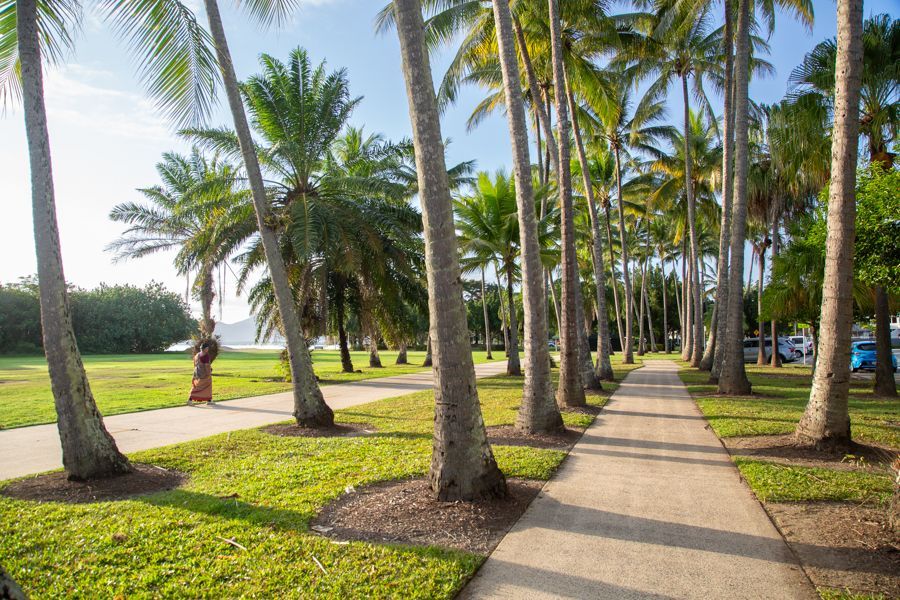 cairns esplanade lined with palm trees