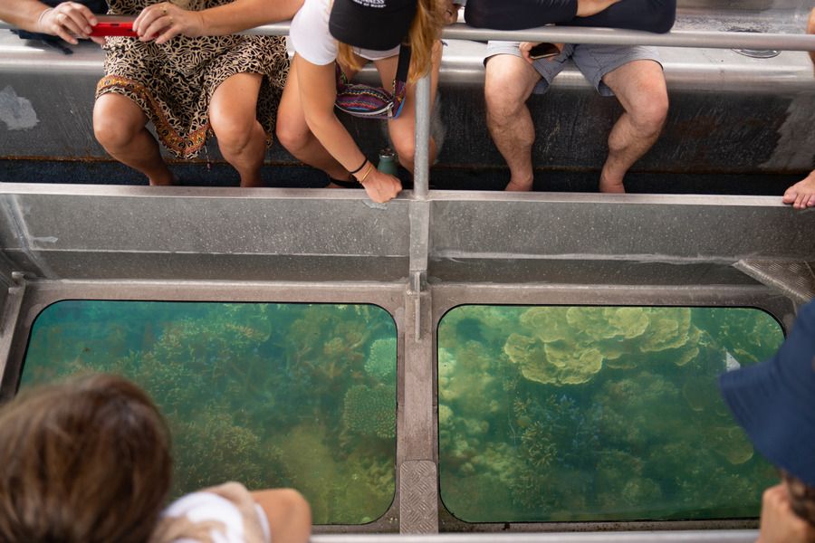 people admiring corals on a glass bottom boat tour