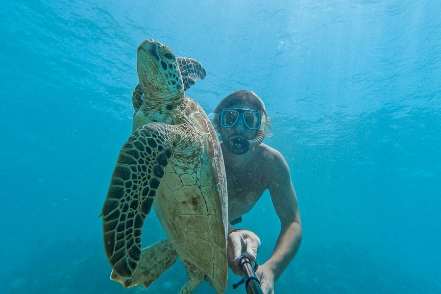 man snorkelling with a sea turtle near green island