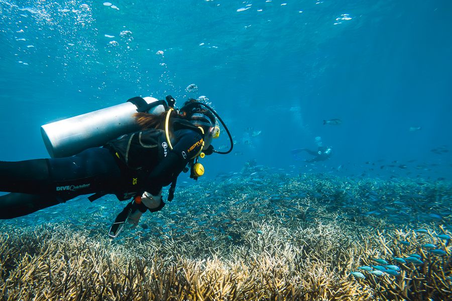 person scuba diving on the great barrier reef