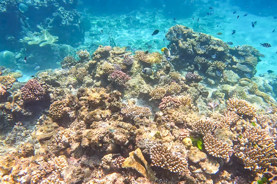 great barrier reef corals and fish