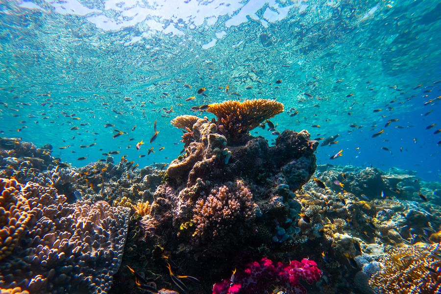 Coral structure in the Great Barrier Reef