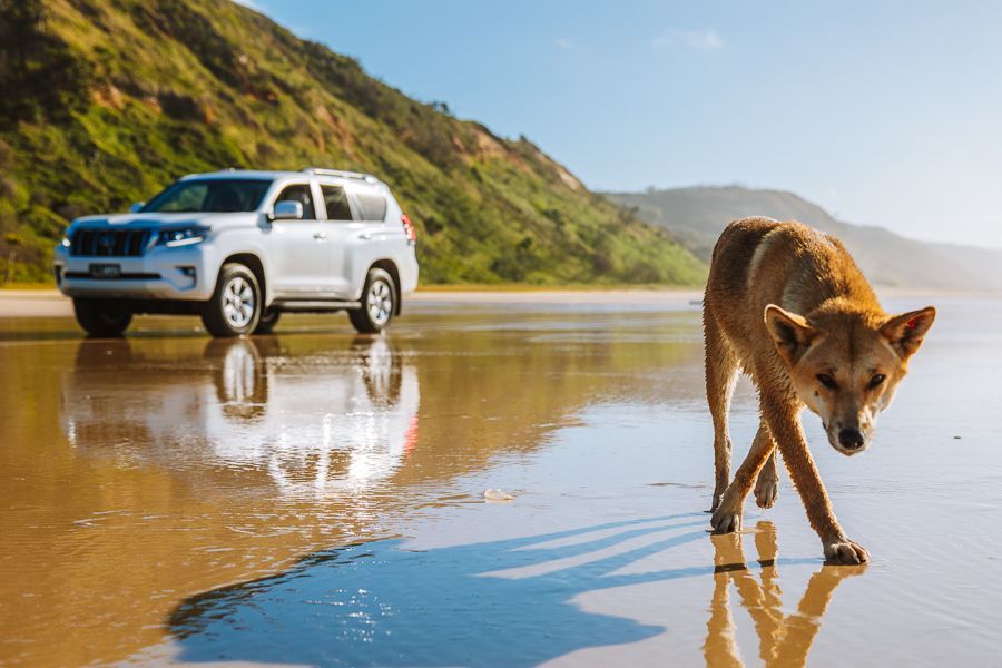 dingo in front of a 4wd on the beach on kgari