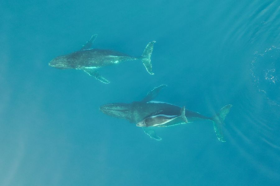 whales swimming in the ocean around queensland australia
