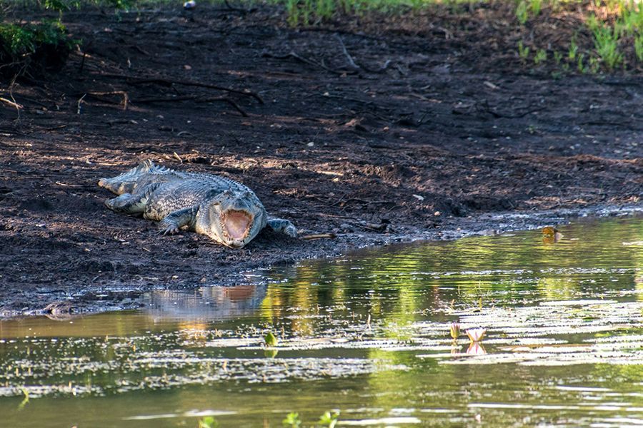 crocodile sitting on the banks of a river near darwin